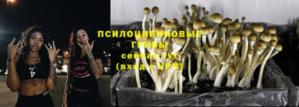 молекула духа Богданович